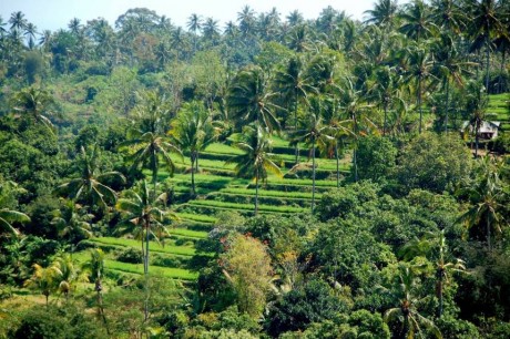 bali fields 241220 1280 large Bali